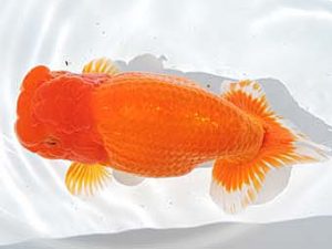 三河金鱗会　立行司　山本義介　碧南