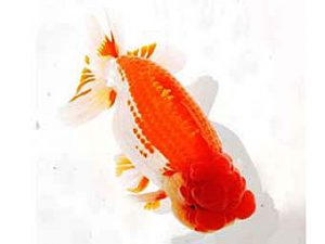 三河金鱗会　東取締　高須一三　名古屋