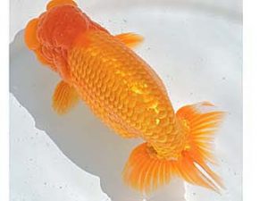 三河金鱗会　西取締　杉浦憲治　飯田