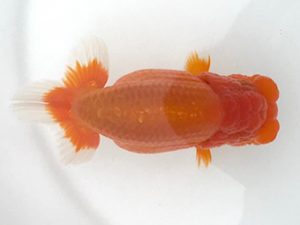 宮城山形　東大関　安藤修司　須賀川市