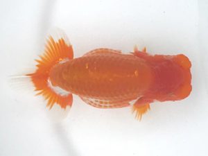 宮城山形　西大関　和井内貴久　八戸市