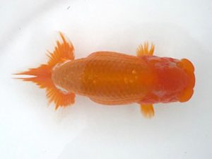 宮城山形　取締二　和井内貴久　八戸市