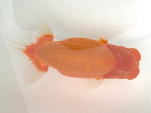 宮城山形　東大関　松田　勝　仙台市