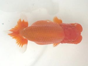 宮城山形　西大関　黒はばき浩之　相馬郡