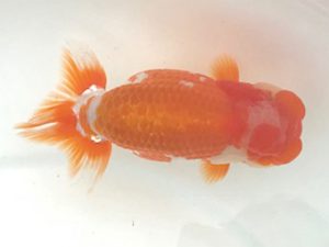 宮城山形　立行司　高久真一　会津若松市