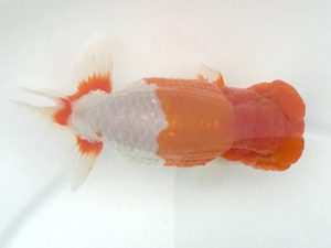 宮城山形　取締一　黒はばき浩之　相馬郡