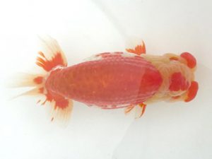 宮城山形　取締二　奥津虎之介　石巻市