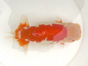 宮城山形　松田　勝　仙台市