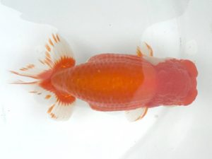 宮城山形　西大関　奥津虎之介　石巻市