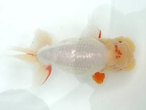 宮城山形　立行司　田中孝俊　むつ市