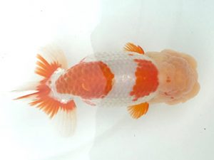 宮城山形　取締一　川村祐孝　盛岡市