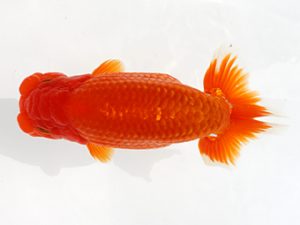 備後鱗友会　東大関　田中茂規　玉野
