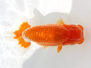 備後鱗友会　西大関　山口壽紀　広島