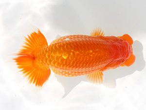 備後鱗友会　立行司　久野満美　呉
