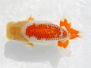 備後鱗友会　東取締　森下雅昭　福山
