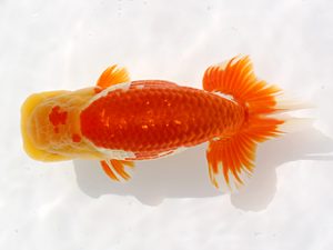 備後鱗友会　田中茂規　玉野
