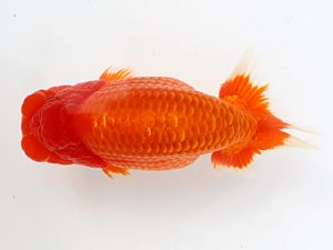 備後鱗友会　東大関　島谷重信　尾道

