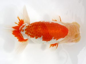 備後鱗友会　西大関　三上博教　倉敷