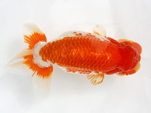 備後鱗友会　立行司　岩下孝広　尾道
