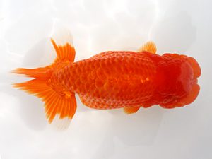 備後鱗友会　西取締　平岡義政　尾道
