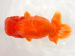 備後鱗友会　東大関　吉田龍一　尾道