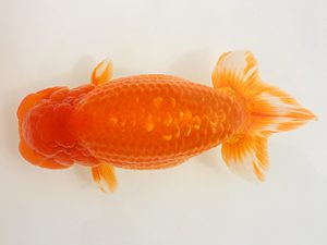 備後鱗友会　西大関　平井孝志　浅口