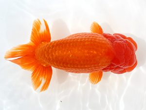 備後鱗友会　東取締　平井孝志　浅口