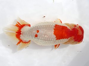 備後鱗友会　西取締　中津武彦　呉