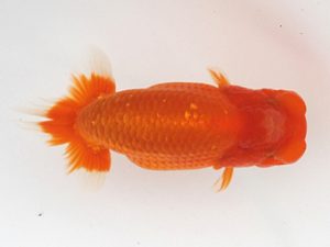 大分県東鱗会　東大関　染矢英三　東鱗会