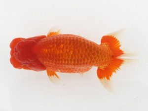 大分県東鱗会　西大関　高田英樹　熊蘭会