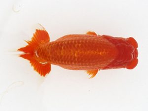 大分県東鱗会　立行司　太田黒正雄　熊蘭会