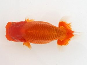 大分県東鱗会　東取締　高田英樹　熊蘭会