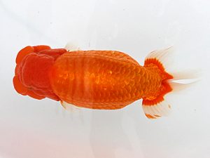 大分県東鱗会　東大関　藤﨑和則　福岡観魚会