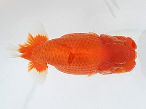 大分県東鱗会　西大関　渕上敏明　熊蘭会