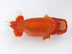 大分県東鱗会　立行司　赤嶺仲治　東鱗会