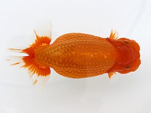 大分県東鱗会　東取締　田辺文晴　東鱗会