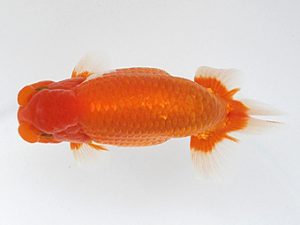 大分県東鱗会　西取締　藤﨑和則　福岡観魚会