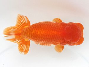 大分県東鱗会　東大関　森脇文明　福岡観魚会