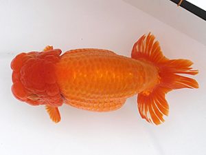 大分県東鱗会　西大関　永原　久　熊蘭会