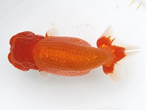 大分県東鱗会　東取締　廣野晴視　下関観魚会