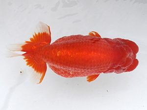 大分県東鱗会　西取締　三浦哲男　東鱗会