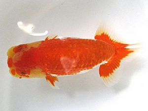 愛媛らん友会　東大関　梅岡伸一郎（松山）