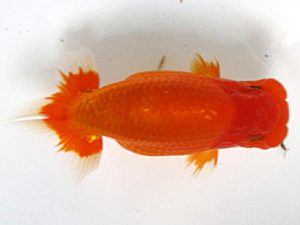 愛媛らん友会　西大関　武下喜一（今治）