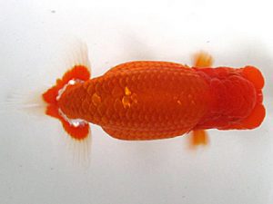 愛媛らん友会　立行司　竹内誠司（松山）