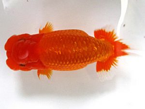 愛媛らん友会　取締一　稲見光修（新居浜）