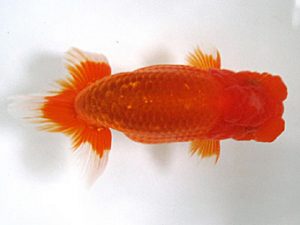 愛媛らん友会　取締二　大野宏児（今治）