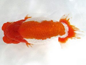 愛媛らん友会　東大関　津島洋介（西条）