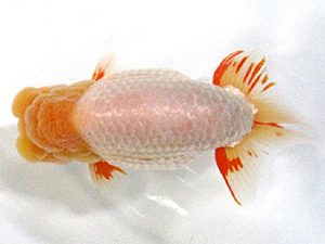 愛媛らん友会　西大関　梅岡伸一郎（松山）