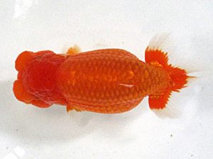 愛媛らん友会　立行司　井門　圭（砥部）