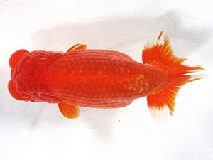 愛媛らん友会　取締一　梅岡伸一郎（松山）